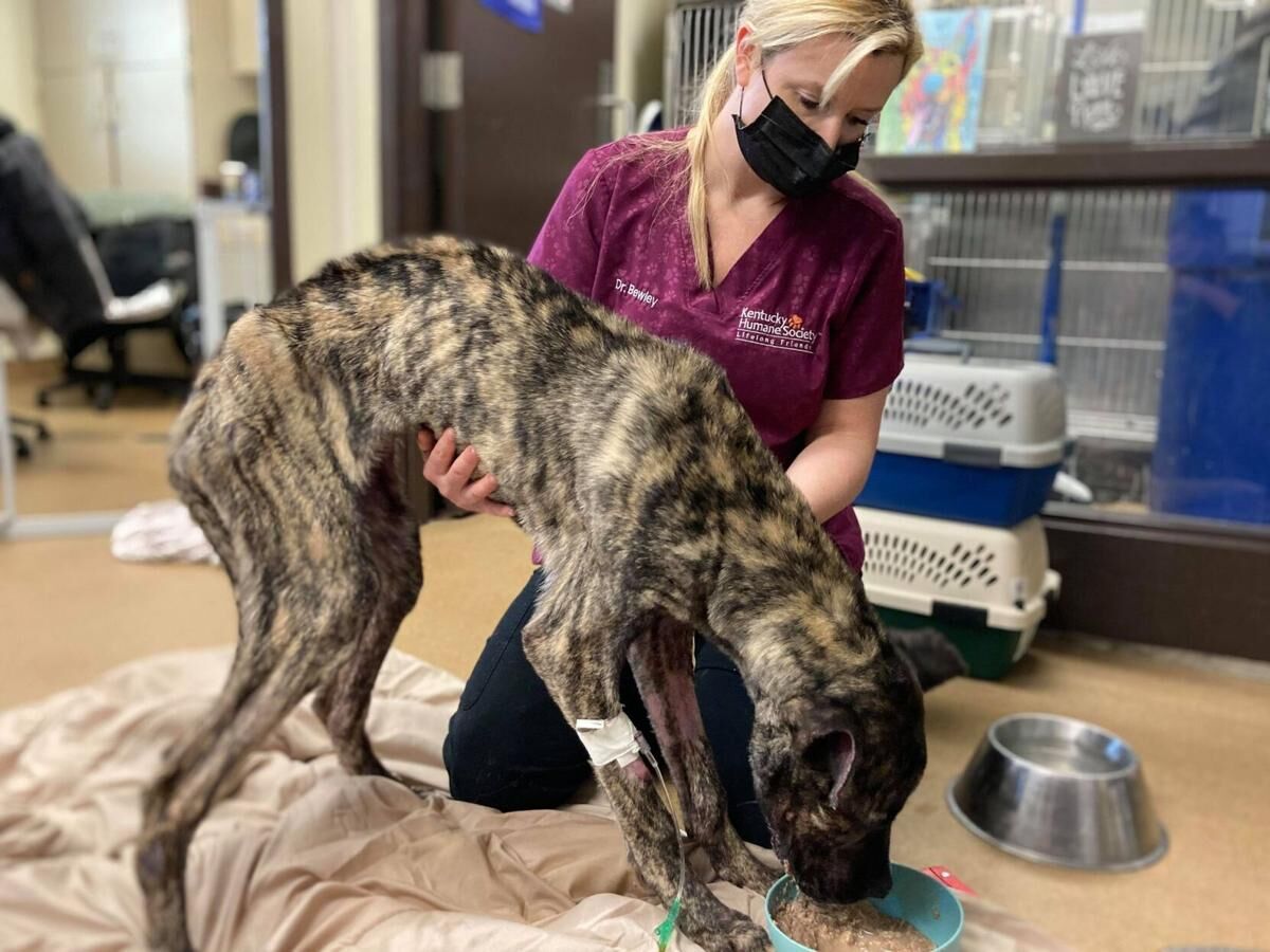 Ethan the dog being cared for by the Kentucky Humane Society